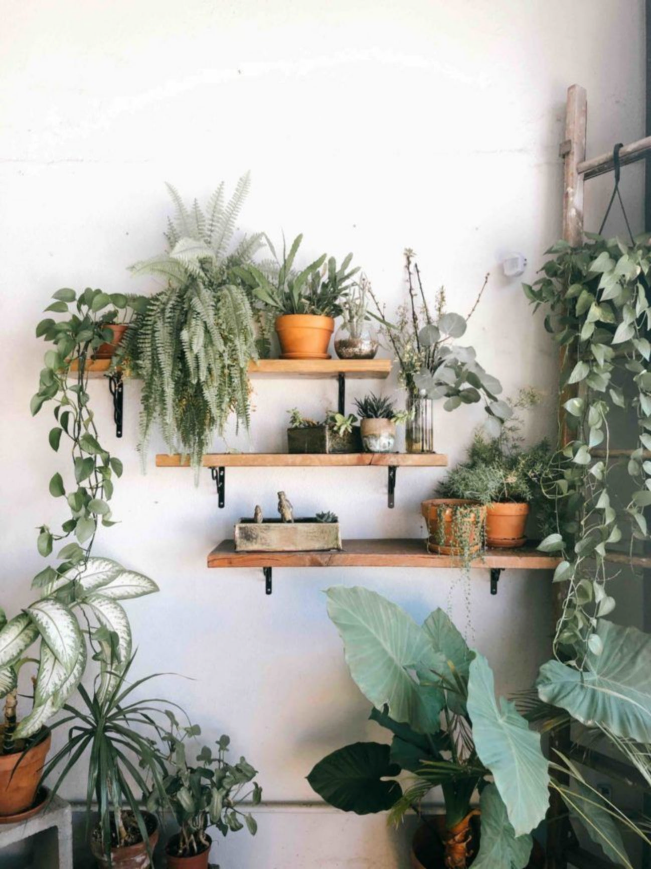 Beautiful plant wall decor ideas to upgrade your room from wall decor shopping online 2
