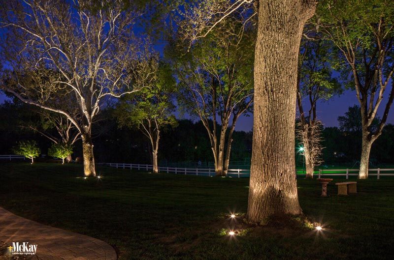 Beautifully Accent the Trees in Your Yard with Landscape Lighting .