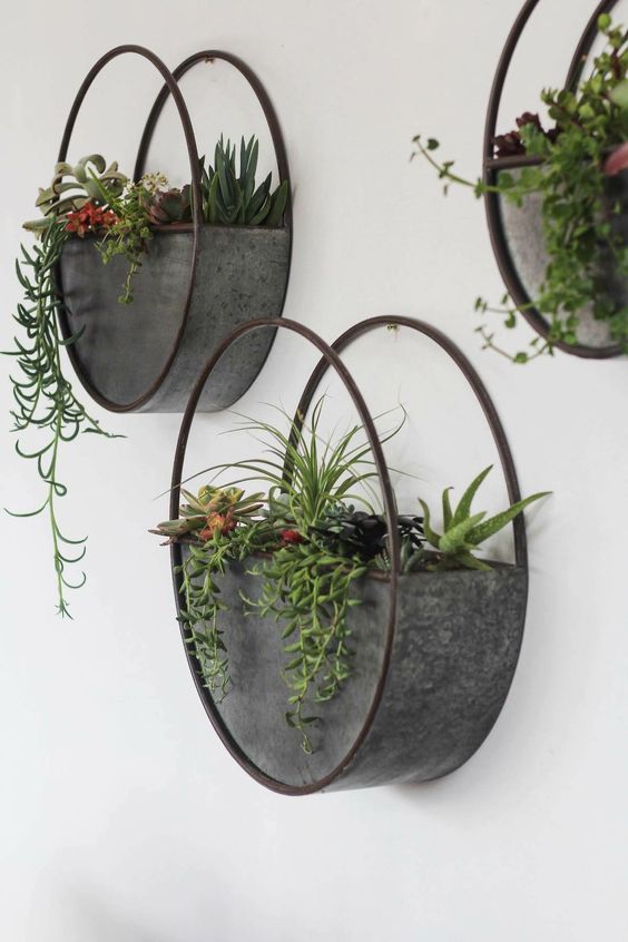 Beautiful Hanging Plants Ideas for Home
Decor