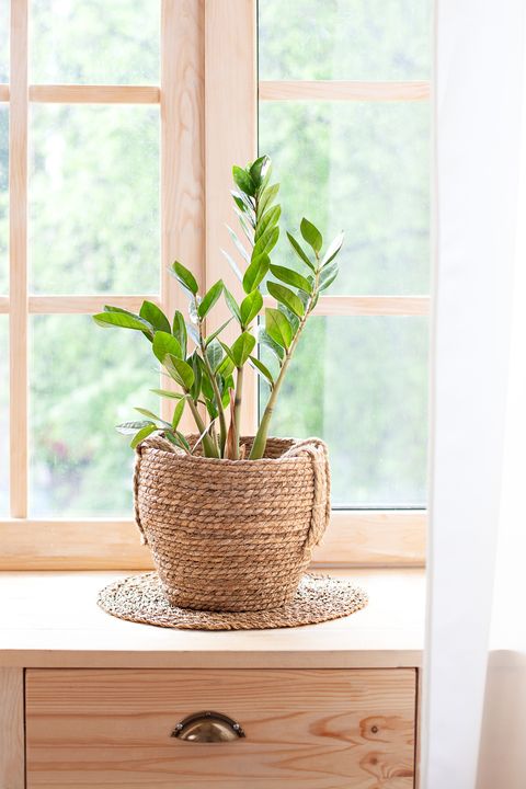 35 Best Indoor Plants - Good Inside Plants for Small Space Gardeni