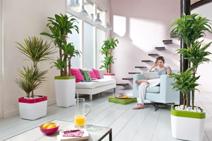 Beautiful House Plants Modern Decor Ideas