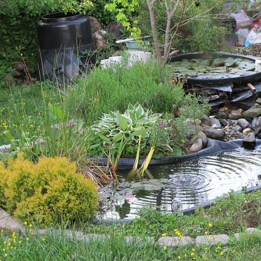 The Best Small Plants for Small Ponds (Easy Care Species) - Pond .