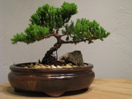 Amazon.com : 9GreenBox Bonsai Juniper Tree - Japanese Art Live .
