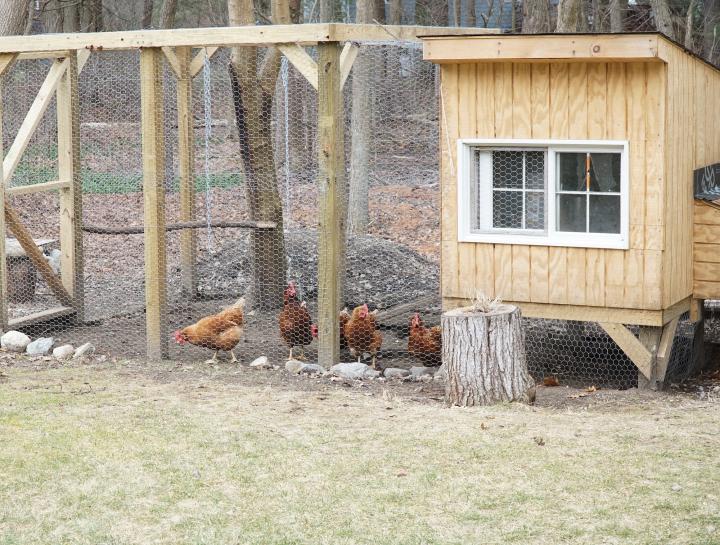 How to Build a Chicken Coop | DIY Chicken Coop | The Old Farmer's .