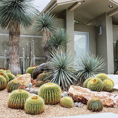 Design with Cactus | Desert landscaping, Front yard landscaping .