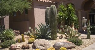 Variety | Xeriscape landscaping, Arizona backyard landscaping .