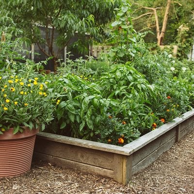 Vegetable Garden Ideas & Design | Garden Desi
