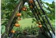 42 Extraordinary Vegetables Garden Ideas For Backyard - HOMYSTY