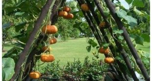 42 Extraordinary Vegetables Garden Ideas For Backyard - HOMYSTY