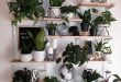 indoor plants, plants wall, wall decors, diy plant decor wall .