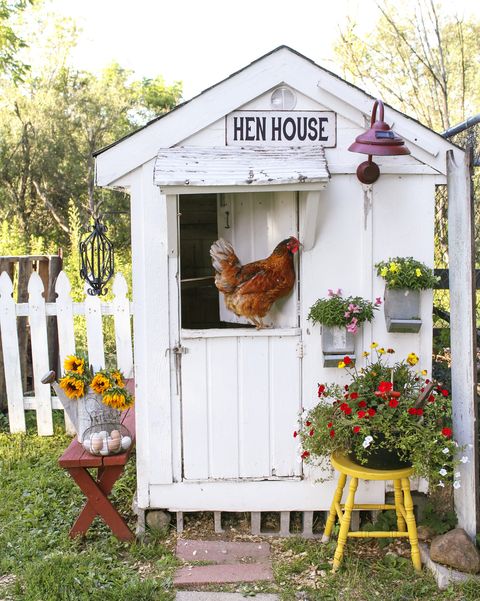 48 DIY Chicken Coops - How to Build a Chicken Co