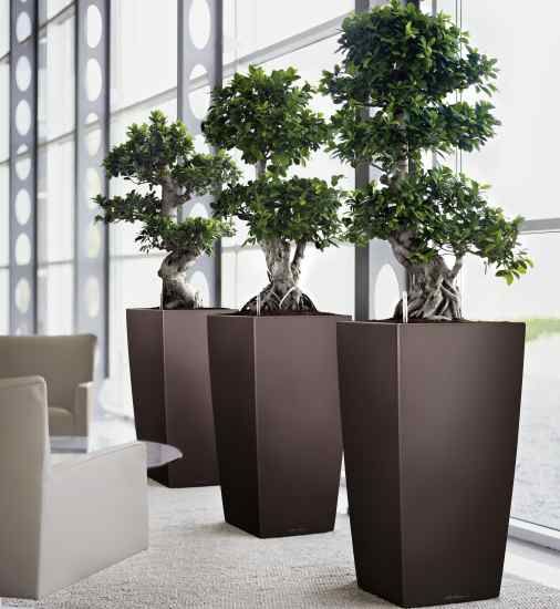 What to Expect from a Professional Indoor Plant Design Service .