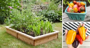 4x8 Raised Bed Vegetable Garden Layout Ideas: What to Sow & Gr