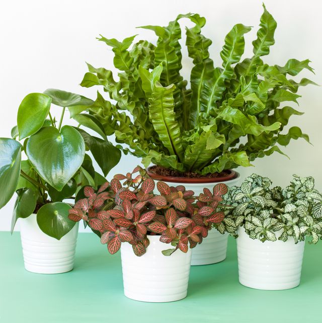 25 Easy Houseplants - Easy To Care For Indoor Plan