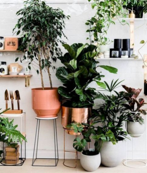Lovely Indoor Jungle Decor Ideas 32 | Indoor plant pots, House .