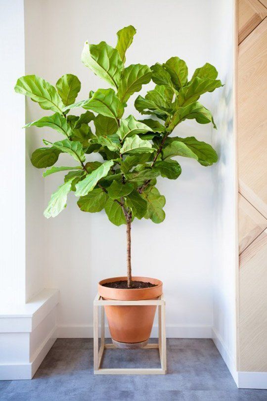 DIY Decor Trend: Elevated Plant Stands | Plants, Diy plant stand .