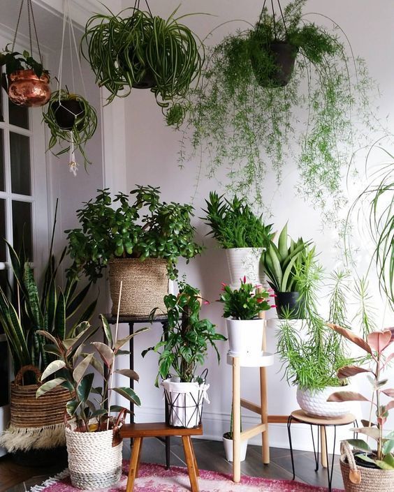 indoor plants; indoor plants decoration; house plants; mini .