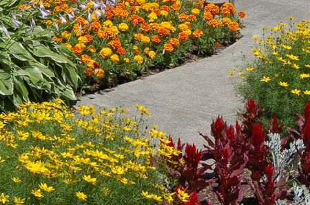 How to Choose Edging Plants for Your Landsca