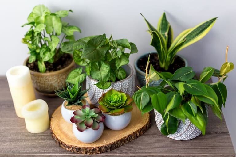 How To Create A Plant Loving Home — The Houseplant & Urban Jungle Bl