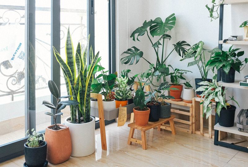 √ Amazing Indoor Plant Decor Ideas • Dream Lands Desi