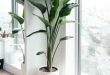 45 Trendy Plants Indoor Bedroom Ideas Interiors | Living room .