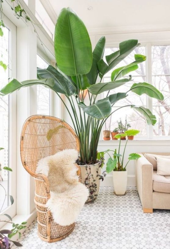 The Best Indoor Plants for Clean Air And Low Light Settings + 15 .