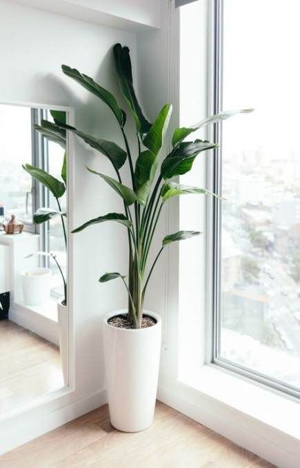 45 Trendy Plants Indoor Bedroom Ideas Interiors 45 Trendy Plants .